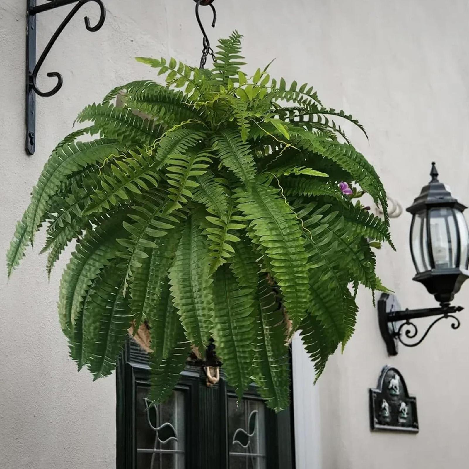 السرخس بوسطن الاصطناعي نباتات  - مراجعة Bonsai Garden Boston وسعره